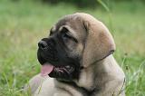 MASTIFF 073